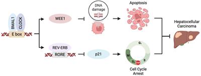 Molecular crosstalk between circadian clock and cancer and therapeutic implications